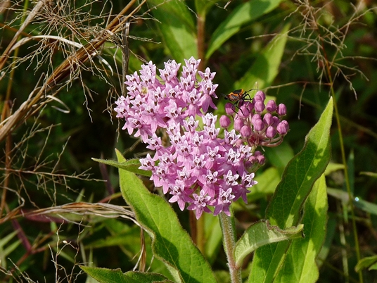 {Asclepias incarnata var. pulchra}